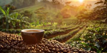 Dampak Lingkungan dari Secangkir Kopi