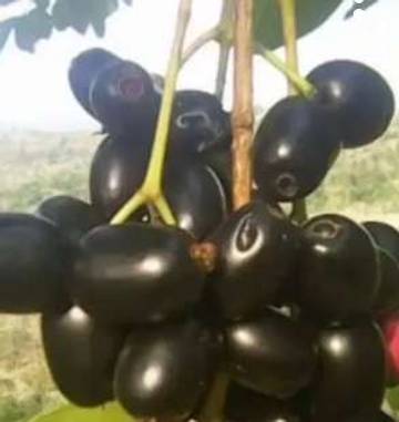 Manfaat Jambu Kaliang (Jamblang/Duwet) untuk Kesehatan