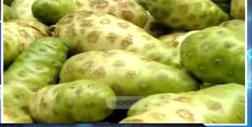 Kandungan Nutrisi Penting dalam Ekstrak Buah Mengkudu Alami