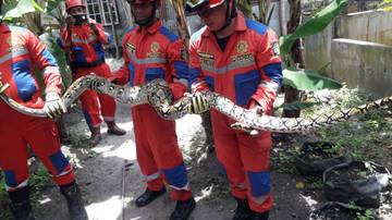 ‎Ular Piton Masuk Kandang,  5 Ekor Ayam Hilang