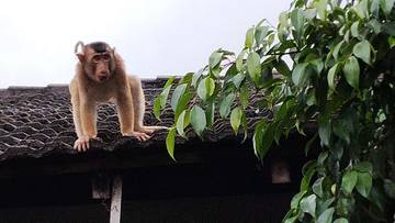 Beruk Liar Resahkan Warga Kampung Baru Pahandut