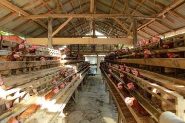 Cetak Sawah dan Peternakan Dorong Ketahanan Pangan Daerah