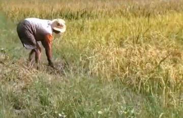 Petani Kobar Tanam Padi Sebagai Dukungan Ketahanan Pangan