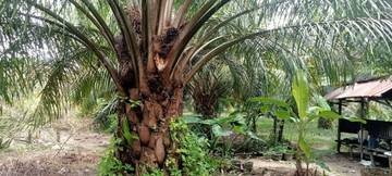 Pencurian TBS Merajalela, Sumsel Bentuk Kolaborasi Hukum