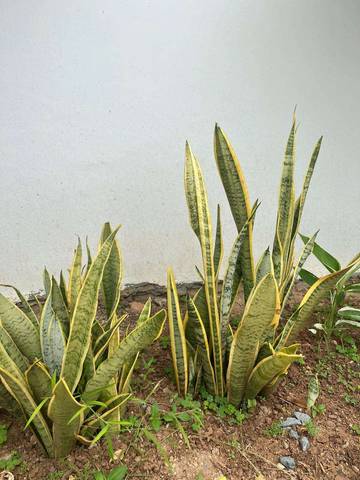 Lidah Mertua, Tanaman Cantik dengan Ragam Manfaat