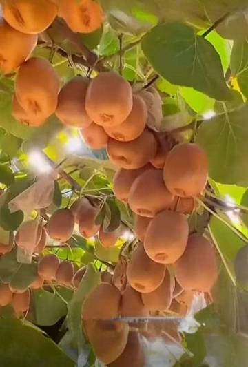 Cara Budidaya Kiwi di Indonesia