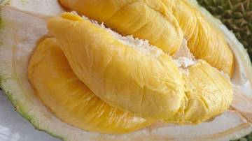 Durian: Filosofi, Budaya, Terapi, dan Emas Hijau Nusantara
