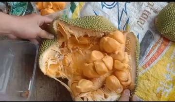 Tips Membuka Cempadak Matang