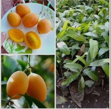 Cara Budidaya Buah Gandaria dengan Langkah Mudah