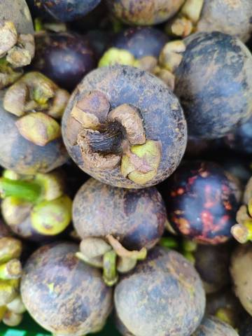 Manfaat Buah Manggis, Si Ratu Buah