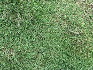 Mengenal Lebih Dekat dengan Tanaman Rumput Jepang