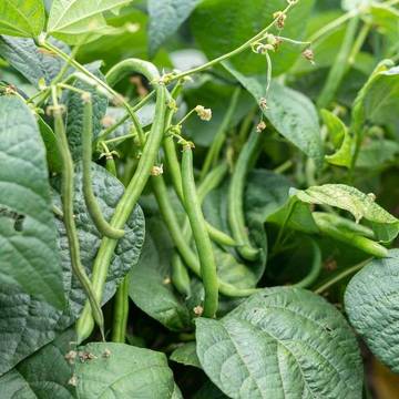 Mengenal Morfologi Tanaman Buncis