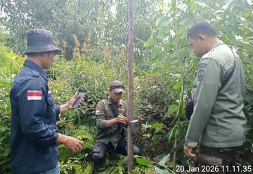 Harimau Sumatra Terpantau Dekat Permukiman Warga di Pelalawan
