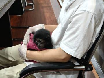 Polresta Pekanbaru Bongkar Perdagangan Owa Siamang