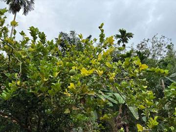 Mengenal Tanaman Jeruk Purut