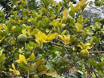 Kandungan dan Manfaat Jeruk Purut