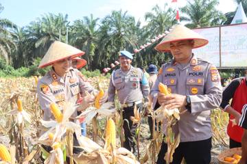 Panen Raya Jagung, Polres Dumai Dukung Ketahanan Pangan