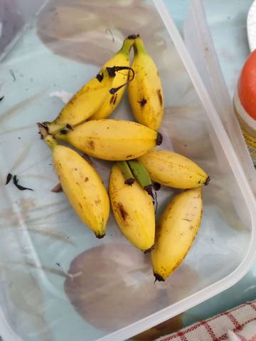 Pisang Susu, Varietas Kaya Manfaat