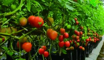 Menanam Tomat yang Subur dan Berbuah Lebat