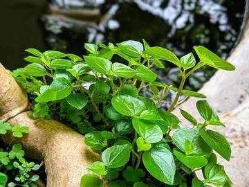 Manfaat Sirih Cina Untuk Kesehatan