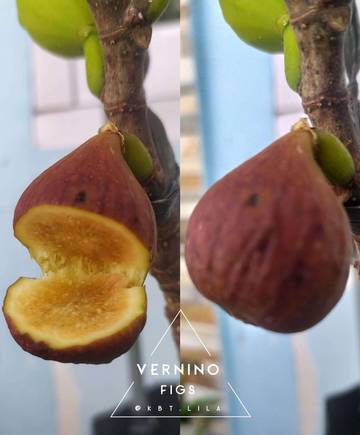 Buah Tin: Buah Surga Dengan Segudang Manfaat