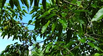 Beragam Manfaat Buah Kemiri bagi Tubuh