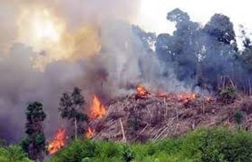 Polisi Tangkap Pembakar Lahan di Pekanbaru