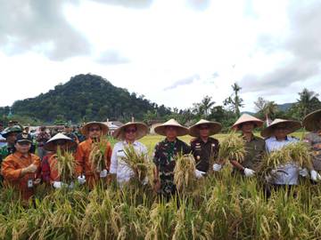 Dari Sawah Samalantan, Bengkayang Capai Swasembada Pangan