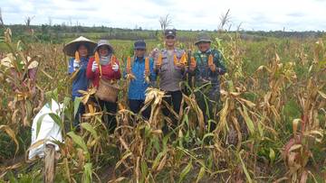 Panen Jagung di Desa Merah Arai