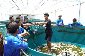 Bioflok Bumdes Banyumili Dorong Ekonomi Desa