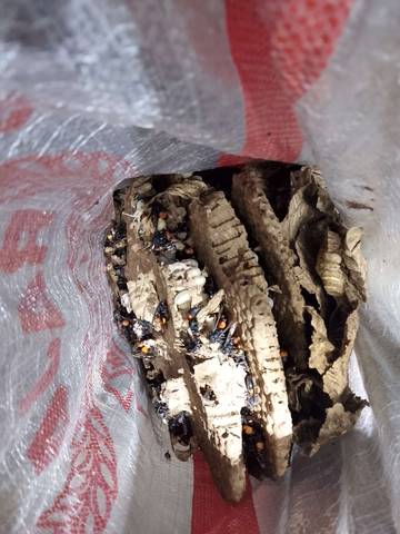 Damkar Banyumas OTT Tawon Vespa di Rumah Warga