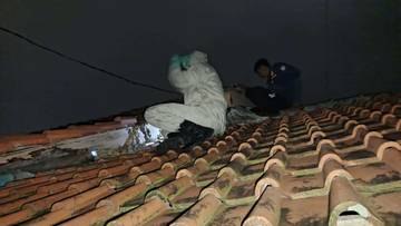 Sarang Tawon Vespa Berhasil Dievakuasi Damkar Cilacap