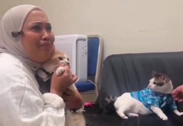 Viral, Bobby Kertanegara Kena Pukul Kucing Selebgram Pororo