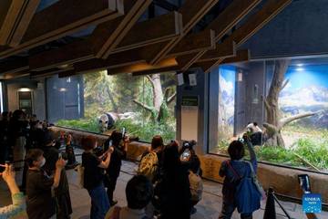 Dua Panda Terakhir di Jepang Dipulangkan ke Tiongkok