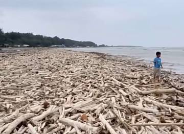 Gelondongan Kayu Penuhi Pantai Larangan Pasca Banjir Guci