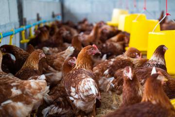 Harga Ayam Ras Turun Akhir Januari