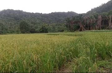 Natuna Belum Punya Penggilingan Beras