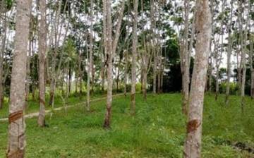 Harga Karet Natuna Rp10 Ribuan