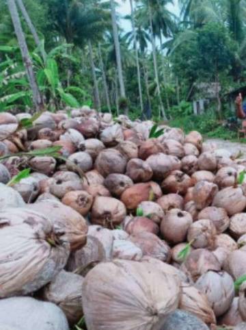 Harga Kelapa Natuna Anjlok
