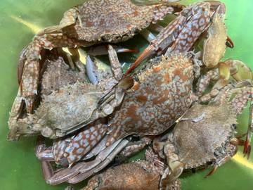 Kepiting, Sumber Protein Hewani Berkualitas Tinggi