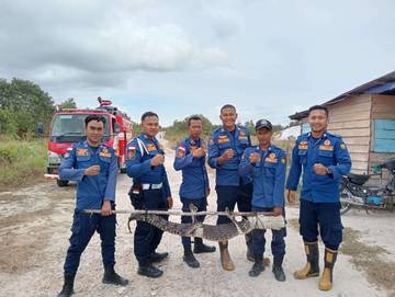  Damkar Natuna Evakuasi Buaya di Binjai