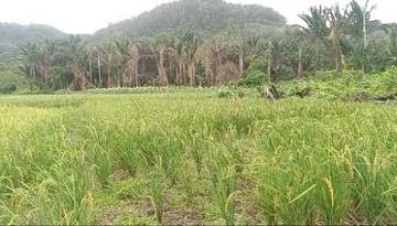 Sawah Sebadai Hulu Butuh Sumur Bor