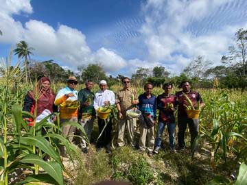 Panen Raya Jagung Batu Gajah