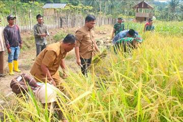 Sabang Panen Perdana Padi Gogo di Lahan BUMDes  