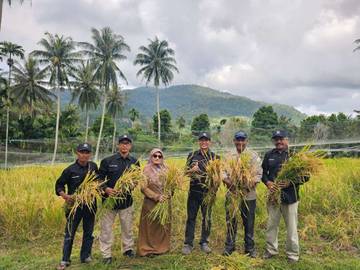 Panen Padi Gogo Sabang Capai 2,5 Ton Perhektar