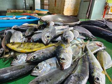 Harga Ikan Stabil, Udang Alami Kenaikan