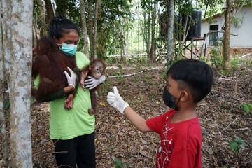 Bayi Orangutan Ditemukan Sendirian di Kebun Sawit Berau