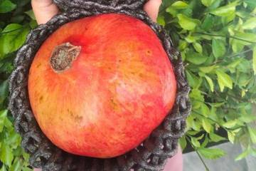 Cara Memilih Buah Delima Merah Matang dan Manis