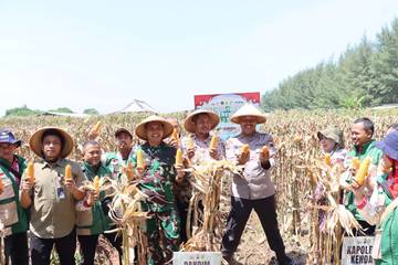 Panen Raya Jagung, Polres Kendal Kawal Ketahanan Pangan