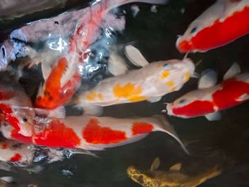 Cara Memelihara Koi bagi Pemula